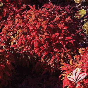 Nandina domestica nana 'Firepower' 