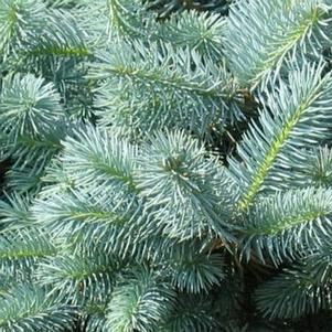 Picea pungens 'Glauca Globosa' 