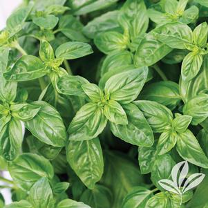 Ocimum basilicum 