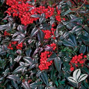 Nandina domestica 'Jaytee' 