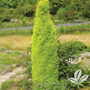 Juniperus communis 'Gold Cone' 