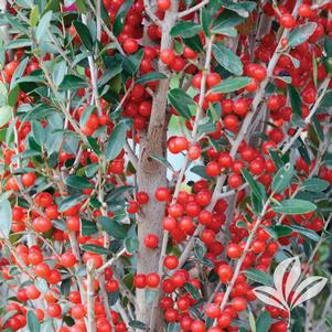 Ilex vomitoria 'Scarlet's Peak' 