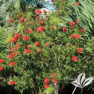 Callistemon citrinus 