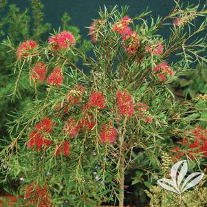 Callistemon viminalis 'Hannah Ray' 