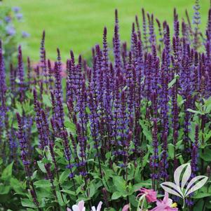 Salvia nemorosa 'Caradonna' 