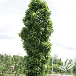 Liquidambar styraciflua 'Slender Silhouette' 