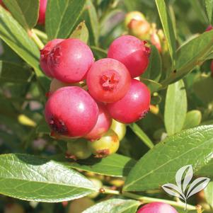 Vaccinium 'Pink Lemonade' 