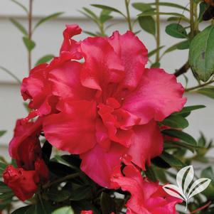 Rhododendron x 'RLH1-1P2' 