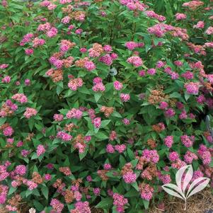 Spiraea japonica 'Galen' 