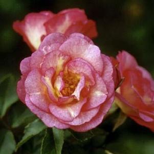 Rosa 'BAIset' 