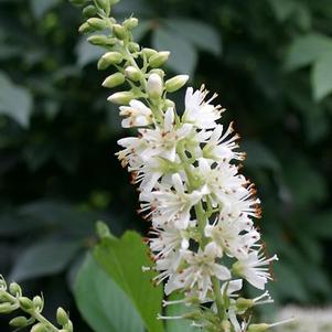 Clethra alnifolia 'Crystalina' 