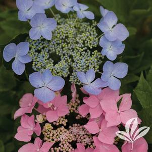 Hydrangea macrophylla 'Lynn' 