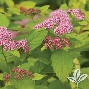 Spiraea japonica 'Tracy' 