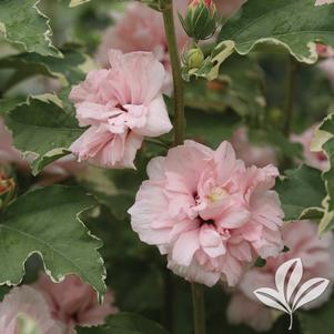 Hibiscus syriacus 'America Irene Scott' 