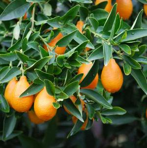 Citrus x. citrofortunella sp. 