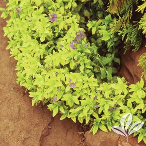 Veronica austriaca 'Trehane' 