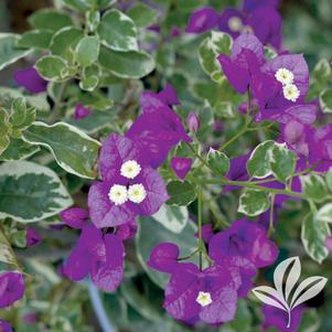 Bougainvillea 'Blueberry Ice' 