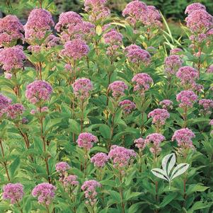 Eupatorium dubium 'Little Joe' 