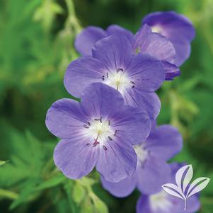 Geranium 'Brookside' 