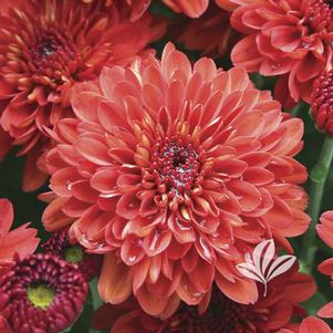 Chrysanthemum 'Nutty Fiona' 
