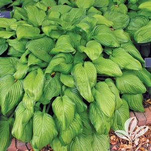 Hosta 'Guacamole' 