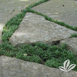 Ophiopogon japonicus 'Nana' 