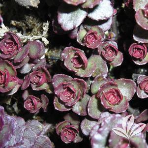 Sedum spurium 'Voodoo' 