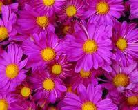 Chrysanthemum 'Marsha Pink' 