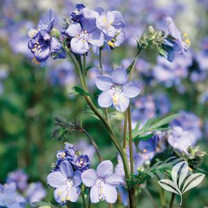 Polemonium caeruleum 'Polbress' 