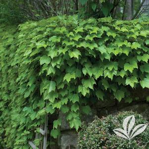 Parthenocissus tricuspidata 'Veitchii' 