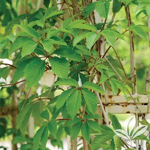 Parthenocissus quinquefolia 'Engelmannii' 