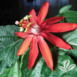 Passiflora vitifolia 