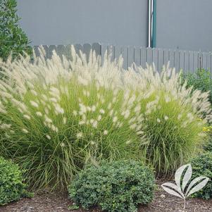 Pennisetum alopecuroides 'Hameln' 