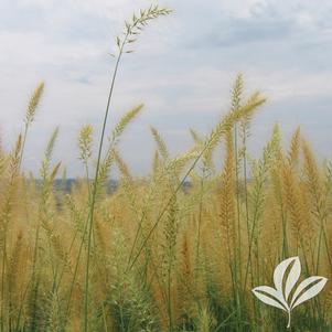 Pennisetum alopecuroides 