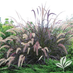 Pennisetum setaceum atropurpurea 