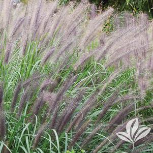 Pennisetum alopecuroides 'Moudry' 