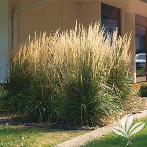 Calamagrostis x acutiflora 'Karl Foerster' 