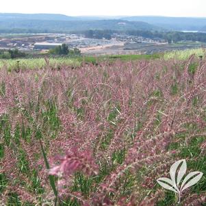 Pennisetum orientale 'Karley Rose' 