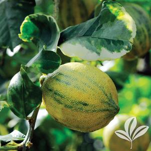 Citrus limon 'Variegated Meyer' 