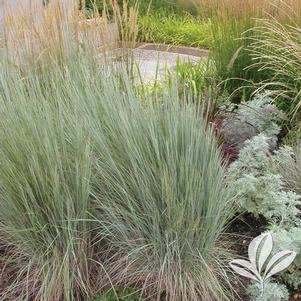 Schizachyrium scoparium 'The Blues' 