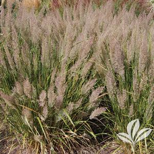 Calamagrostis brachytricha 