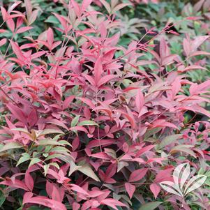 Nandina domestica 'Murasaki' 