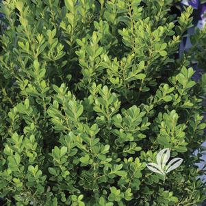 Buxus microphylla var. japonica 'Gregem' 