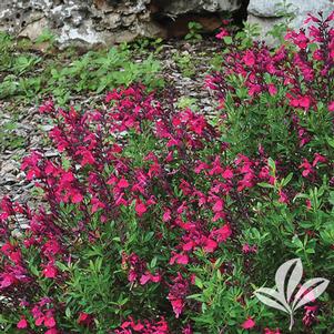 Salvia greggii 'Cherry Queen' 