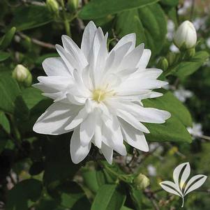 Philadelphus x virginalis 'Minnesota Snowflake' 