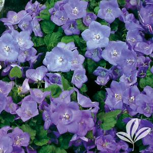 Campanula carpatica 'Blue Clips' 