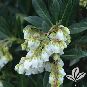 Pieris japonica 'Greprs' 