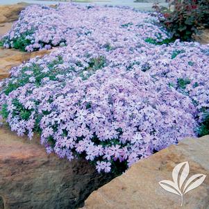 Phlox subulata 'Blue' 