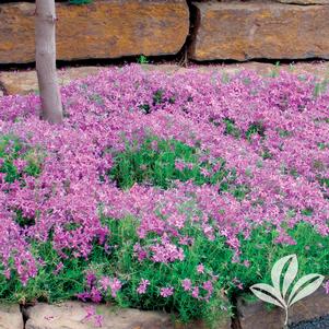 Phlox subulata 'Pink' 