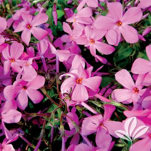 Phlox subulata 'Red' 